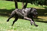 CANE CORSO 945